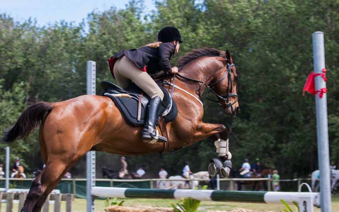 Sellier en Haute-Vienne : tout votre matériel d’équitation à une seule adresse