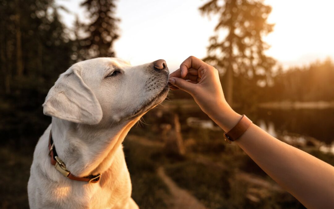 Alimentation du chien de chasse