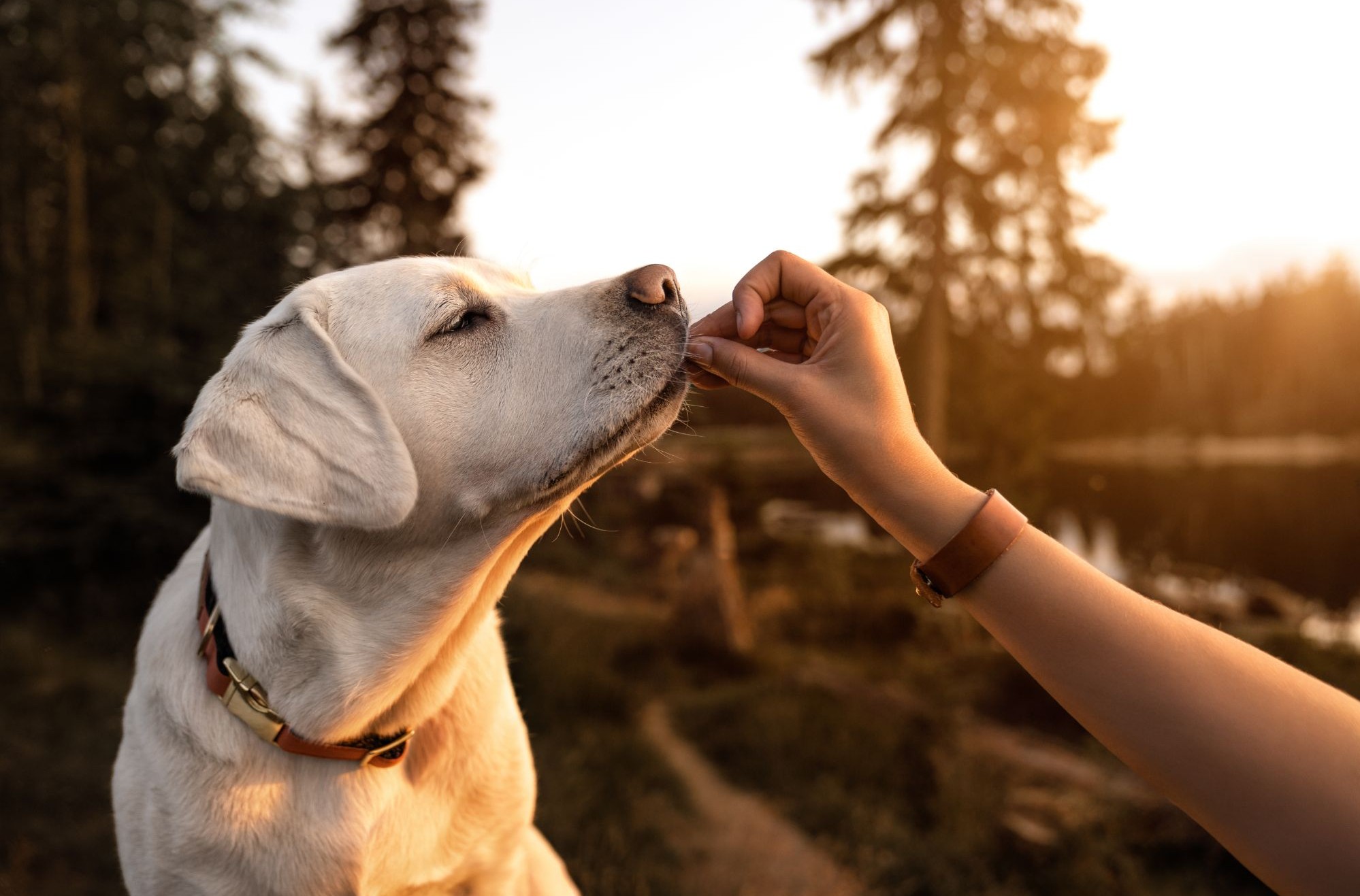 Alimentation du chien de chasse