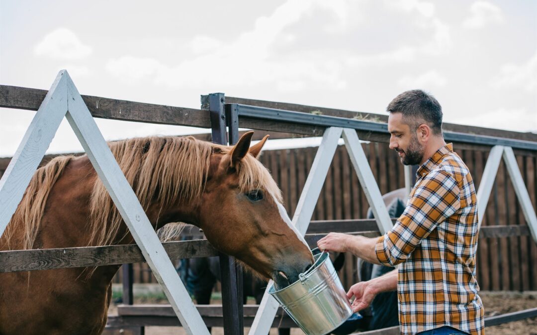 Alimentation pour chevaux Hartog à Limoges : la qualité de l’alimentation fibrée pour vos équidés