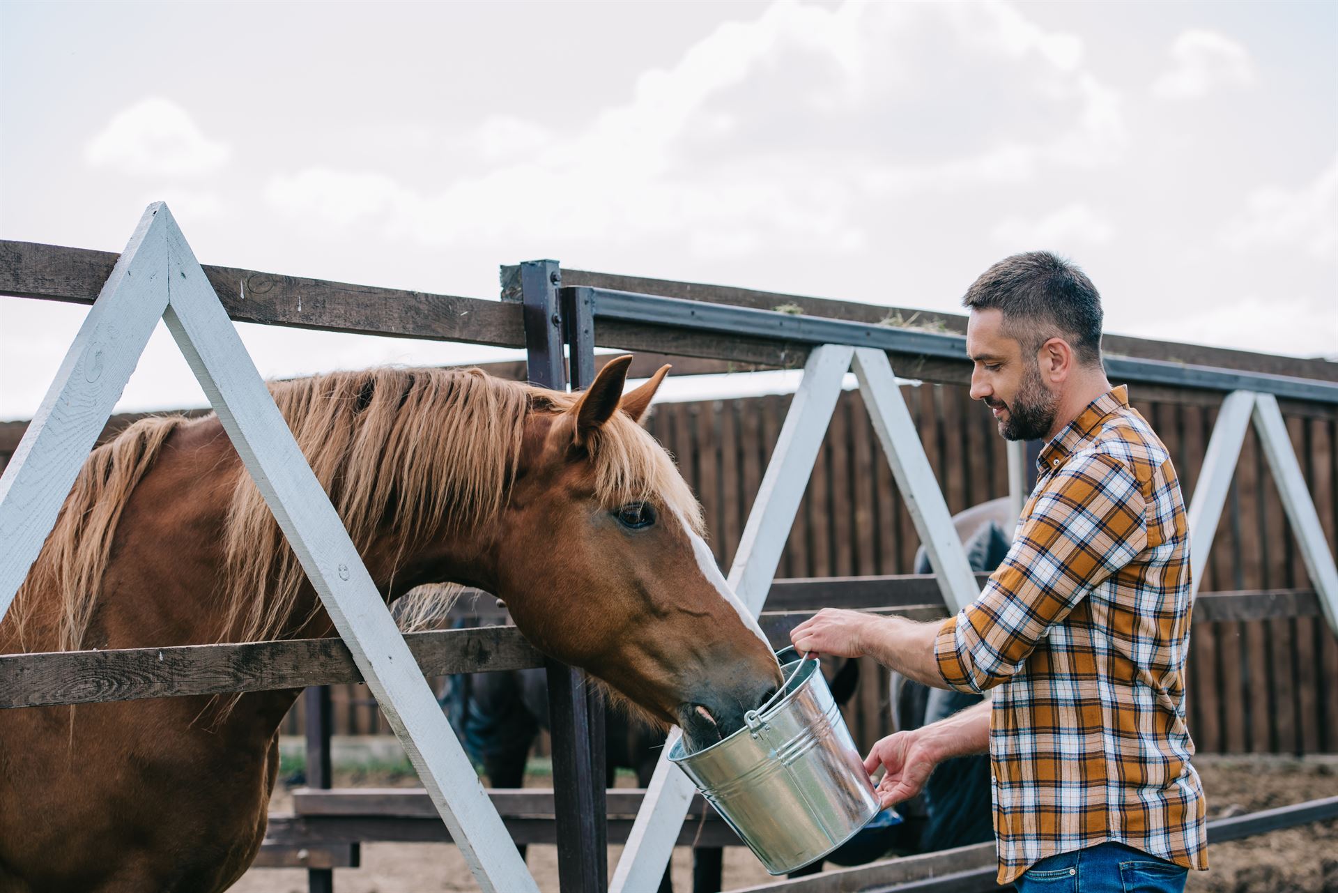 Alimentation pour chevaux Hartog à Limoges