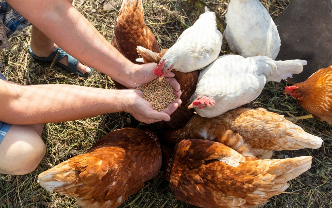 Alimentation pour volailles Versele Laga à Bellac : une nourriture saine pour une croissance optimale
