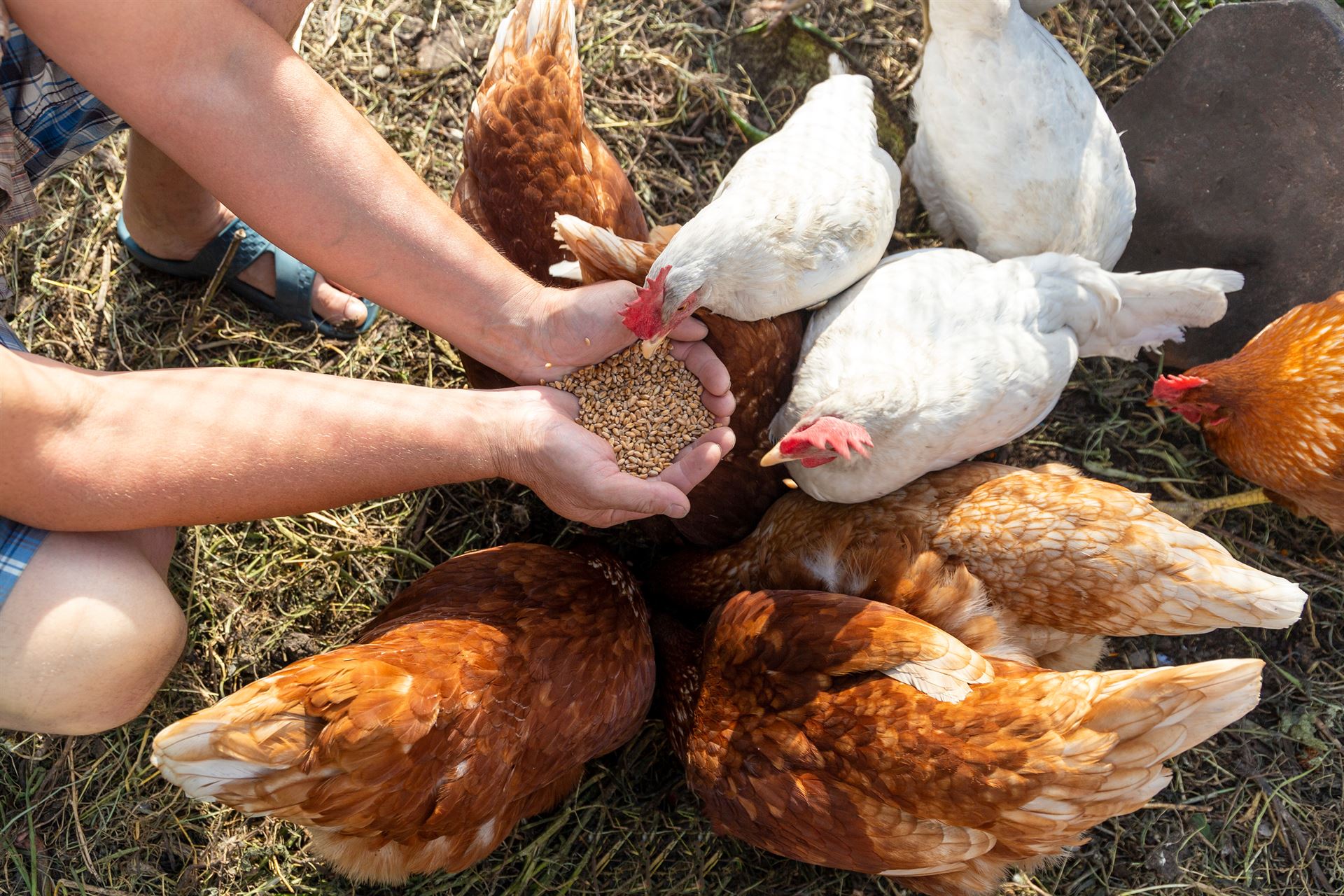 Alimentation pour volailles Versele Laga à Bellac